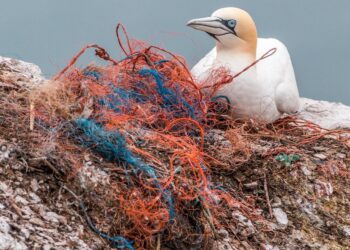 Sinking Futures: Exploring the Impact of Ocean Warming on Global Ecosystems