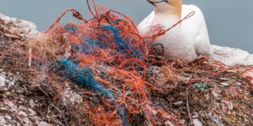 Sinking Futures: Exploring the Impact of Ocean Warming on Global Ecosystems