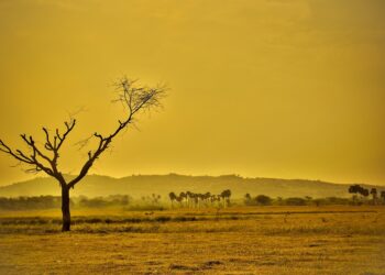 Understanding Your Carbon Footprint: A Guide to Reducing Your Environmental Impact