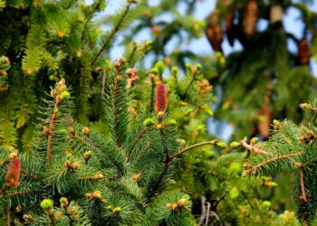 Thrifty Green: Mastering Sustainable Living Without Breaking the Bank