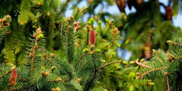 Thrifty Green: Mastering Sustainable Living Without Breaking the Bank