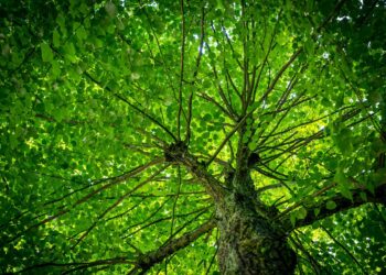 From Paris to Practice: The Implementation of Climate Accords Worldwide