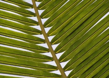 Embracing Green Technology for Sustainable Futures