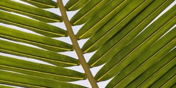 Embracing Green Technology for Sustainable Futures
