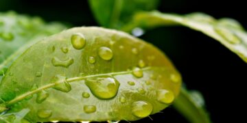 Green Tech Solutions: Energy