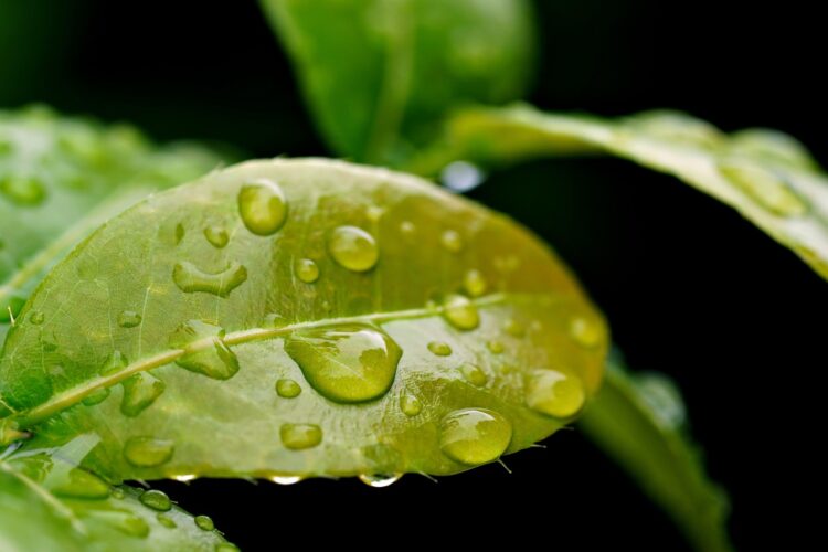 Green Tech Solutions: Energy