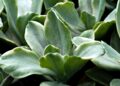 Green Building Innovations: Pioneering Sustainable Futures