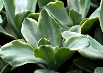 Green Building Innovations: Pioneering Sustainable Futures
