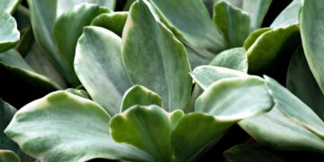 Green Building Innovations: Pioneering Sustainable Futures