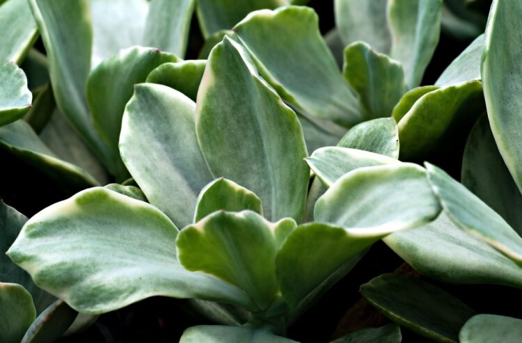 Green Building Innovations: Pioneering Sustainable Futures
