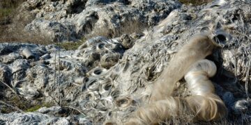 Struggling Polar Wildlife: Unveiling the Dire Consequences