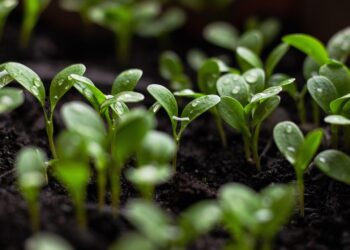 Emerging Trends in Green Architecture: Innovations for a Sustainable Future