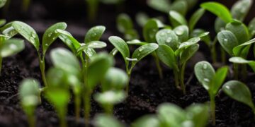 Emerging Trends in Green Architecture: Innovations for a Sustainable Future