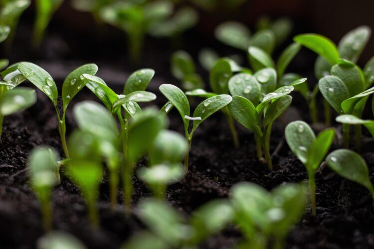 Emerging Trends in Green Architecture: Innovations for a Sustainable Future