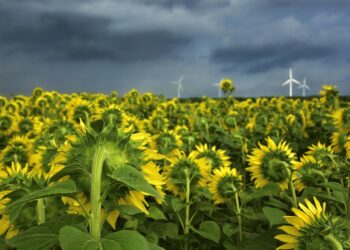 Balancing Act: The Pros and Cons of Renewable Energy